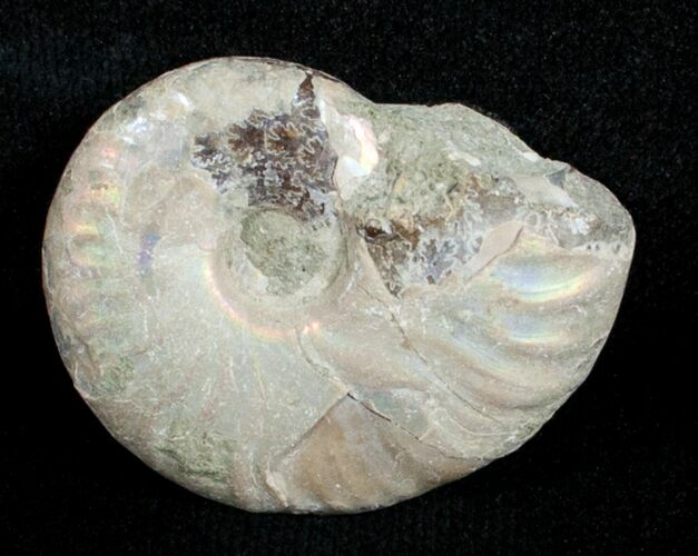 / Inch Silver Iridescent Ammonite #3678